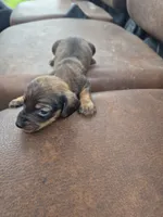 Red male, a male Miniature Dachshund for sale in Glennville, GA – 2 of 3