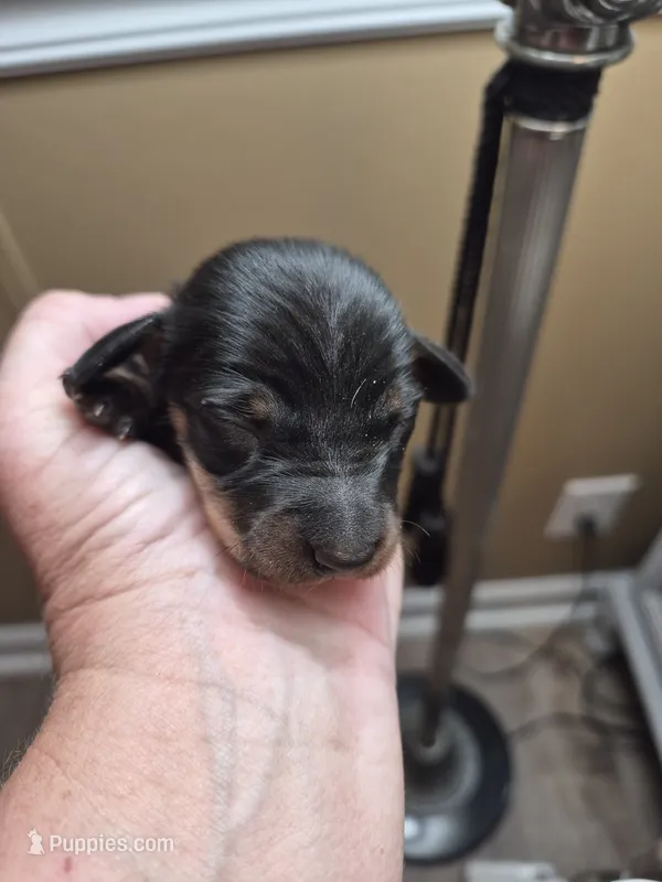 Male 3 – Miniature Dachshund puppy for sale in Glennville, GA