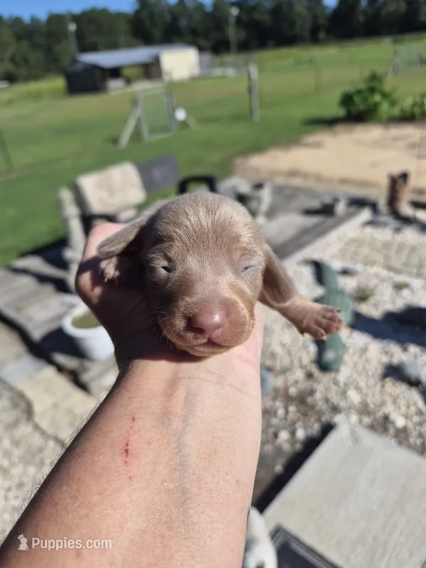 Layla's Male 2 – Miniature Dachshund puppy for sale in Glennville, GA