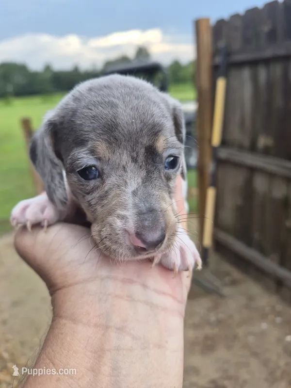 Male 2 – Miniature Dachshund puppy for sale in Glennville, GA