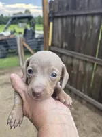 Female, a female Miniature Dachshund for sale in Glennville, GA – 3 of 4