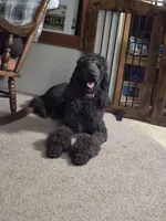 Willow , a female Poodle - Standard  for sale in Glennville, GA – 3 of 3
