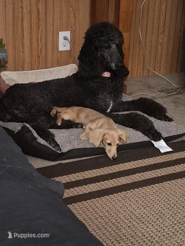 Willow  – Poodle - Standard  puppy for sale in Glennville, GA