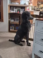 Willow , a female Poodle - Standard  for sale in Glennville, GA – 2 of 3