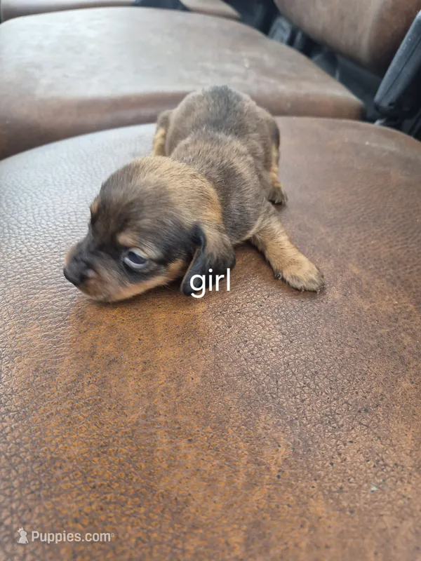 Red Female – Miniature Dachshund puppy for sale in Glennville, GA