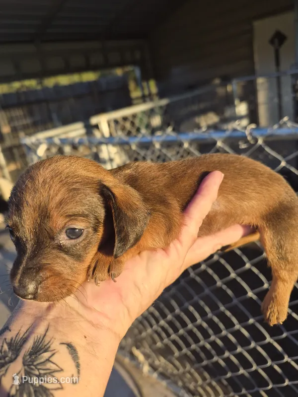 Red Female – Miniature Dachshund puppy for sale in Glennville, GA