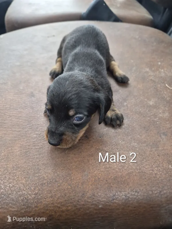 Jackie's Male 2 – Miniature Dachshund puppy for sale in Glennville, GA