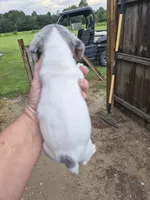 Male 2, a male Miniature Dachshund for sale in Glennville, GA – 2 of 4