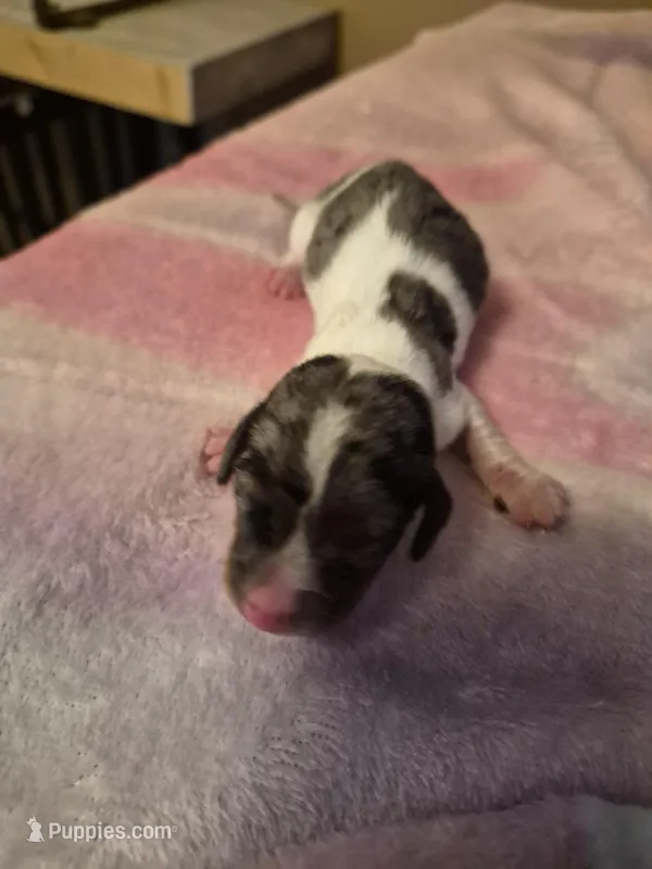 AKC Dapple Piebald – Miniature Dachshund puppy for sale in Glennville, GA
