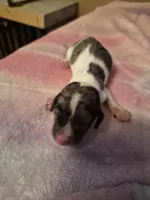 AKC Dapple Piebald, a male Miniature Dachshund for sale in Glennville, GA – Photo 1 of 4