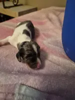 AKC Dapple Piebald, a male Miniature Dachshund for sale in Glennville, GA – Photo 3 of 4