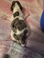 AKC Dapple Piebald, a male Miniature Dachshund for sale in Glennville, GA – Photo 2 of 4