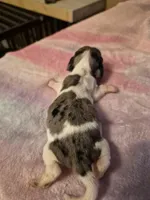 AKC Dapple Piebald, a male Miniature Dachshund for sale in Glennville, GA – Photo 2 of 3
