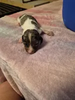 AKC Dapple Piebald, a male Miniature Dachshund for sale in Glennville, GA – Photo 1 of 3