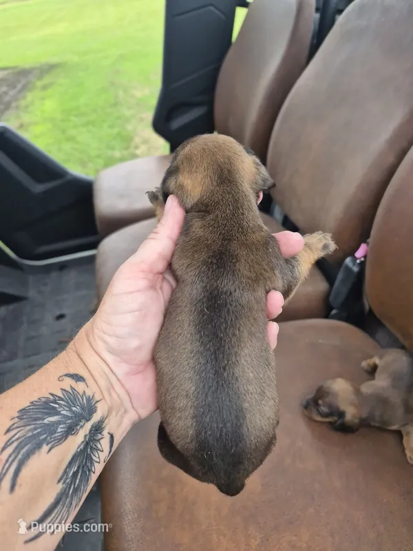 Red male – Miniature Dachshund puppy on hold in Glennville, GA