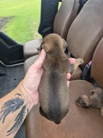 Red male, a male Miniature Dachshund for sale in Glennville, GA – 1 of 3