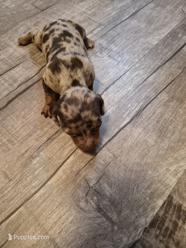 Layla's Female – Miniature Dachshund puppy for sale in Glennville, GA
