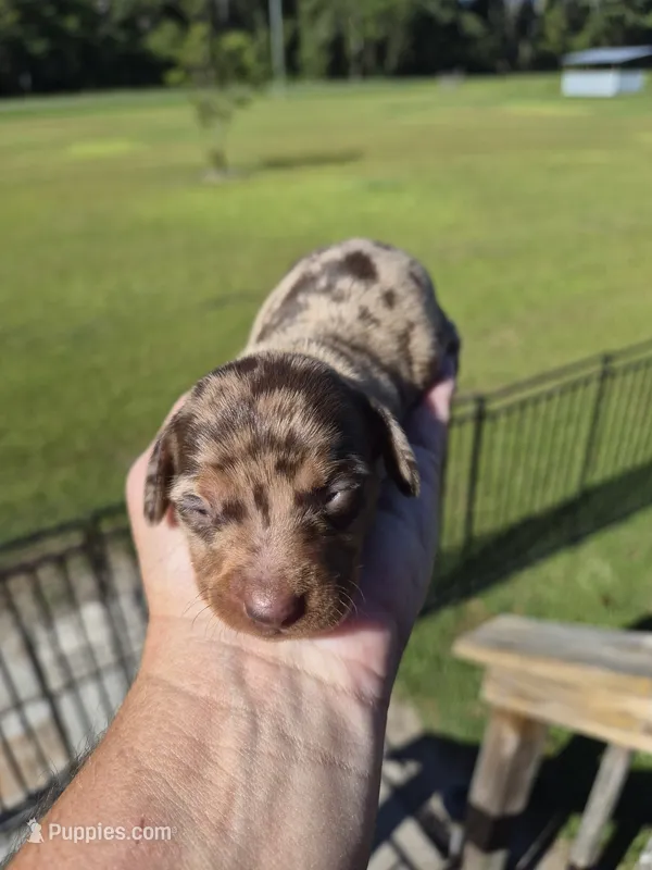 Layla's Female – Miniature Dachshund puppy for sale in Glennville, GA