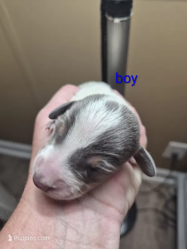 Layla's Male 1 – Miniature Dachshund puppy for sale in Glennville, GA