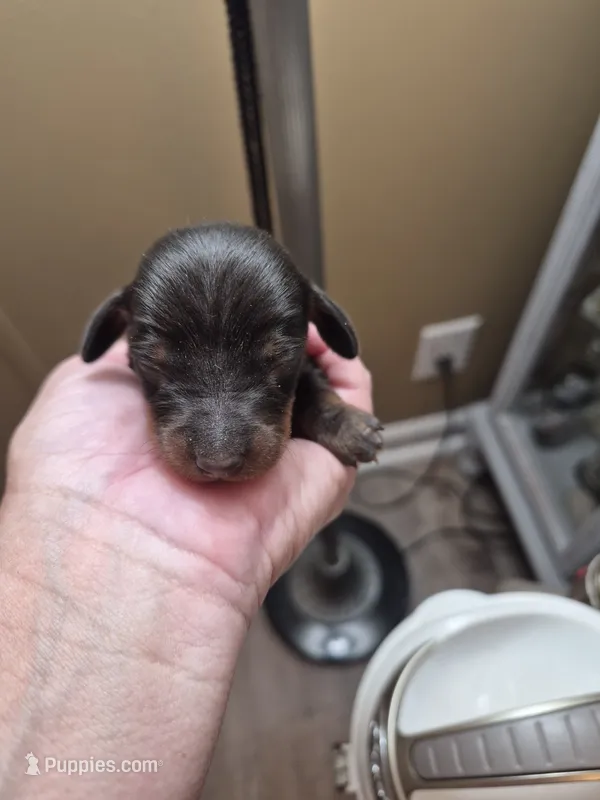 Jackie's Male 2 – Miniature Dachshund puppy for sale in Glennville, GA