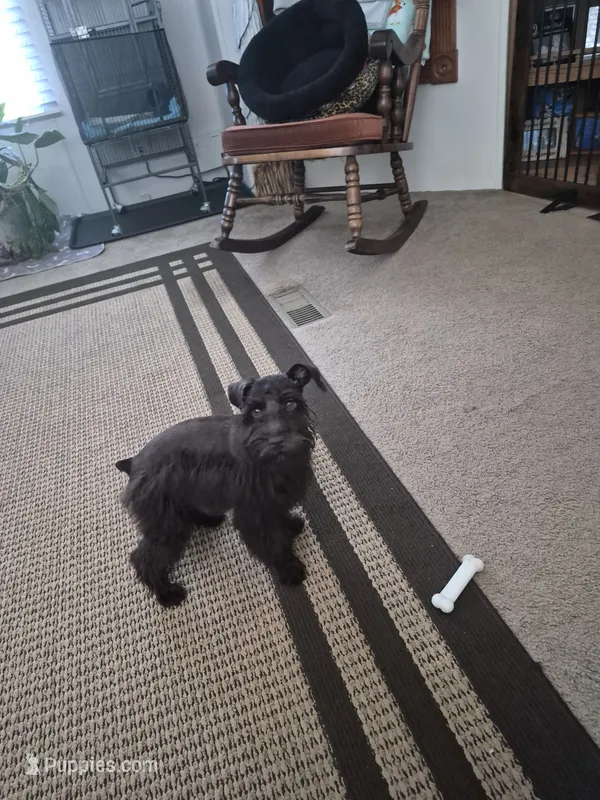 Shadow – Miniature Schnauzer puppy for sale in Glennville, GA