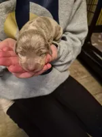 Male 1, a male Miniature Dachshund for sale in Glennville, GA – Photo 4 of 5