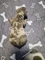 Male 1, a male Miniature Dachshund for sale in Glennville, GA – Photo 5 of 5