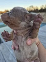 Male 1, a male Miniature Dachshund for sale in Glennville, GA – Photo 2 of 5