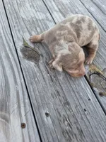 Male 1, a male Miniature Dachshund for sale in Glennville, GA – Photo 3 of 5