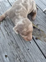 Male 1, a male Miniature Dachshund for sale in Glennville, GA – Photo 1 of 5