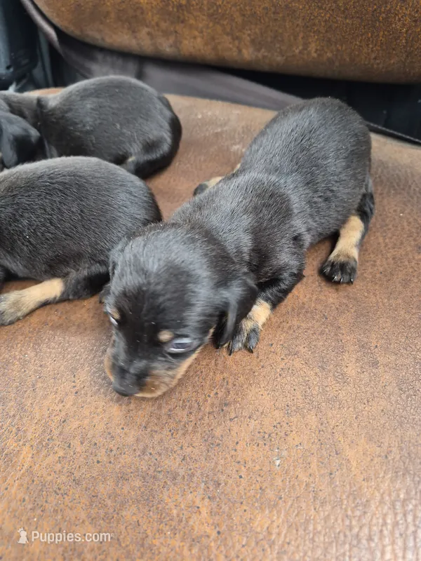 Male 3 – Miniature Dachshund puppy for sale in Glennville, GA