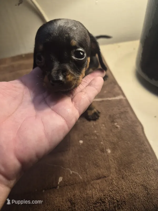 Female 2 – Miniature Dachshund puppy for sale in Glennville, GA