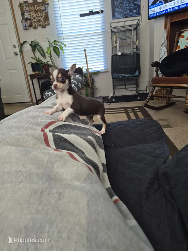 Bugz – Chihuahua puppy for sale in Glennville, GA