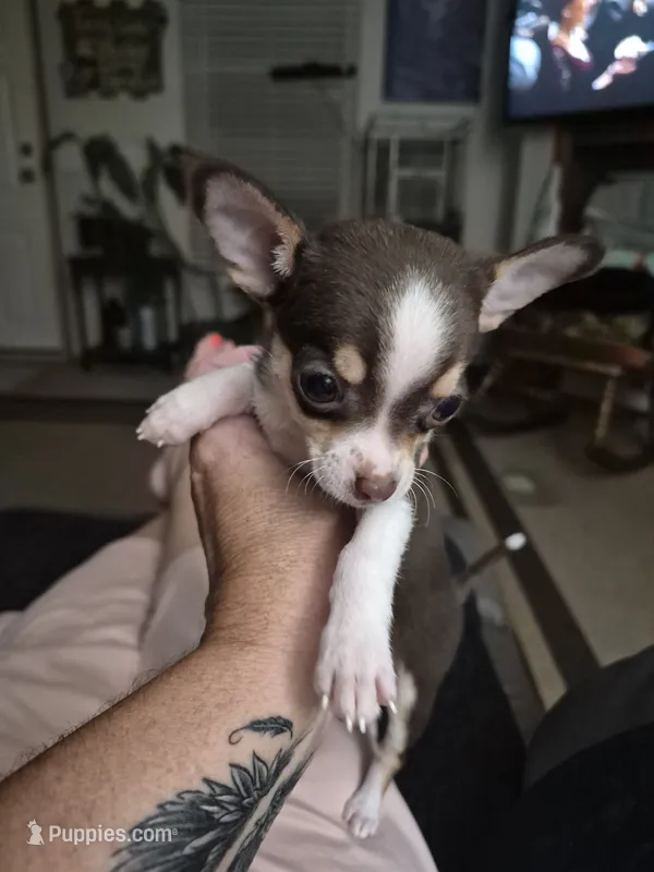 Bugz – Chihuahua puppy for sale in Glennville, GA