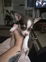 Bugz, a female Chihuahua for sale in Glennville, GA – 1 of 3
