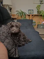 Shadow, a female Miniature Schnauzer for sale in Glennville, GA – 3 of 4