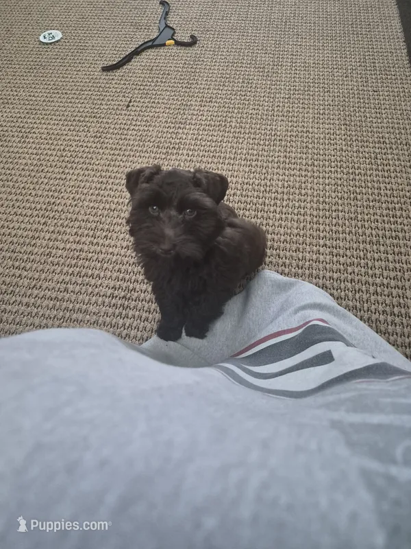 Shadow – Miniature Schnauzer puppy for sale in Glennville, GA