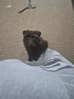 Shadow, a female Miniature Schnauzer for sale in Glennville, GA – 1 of 4