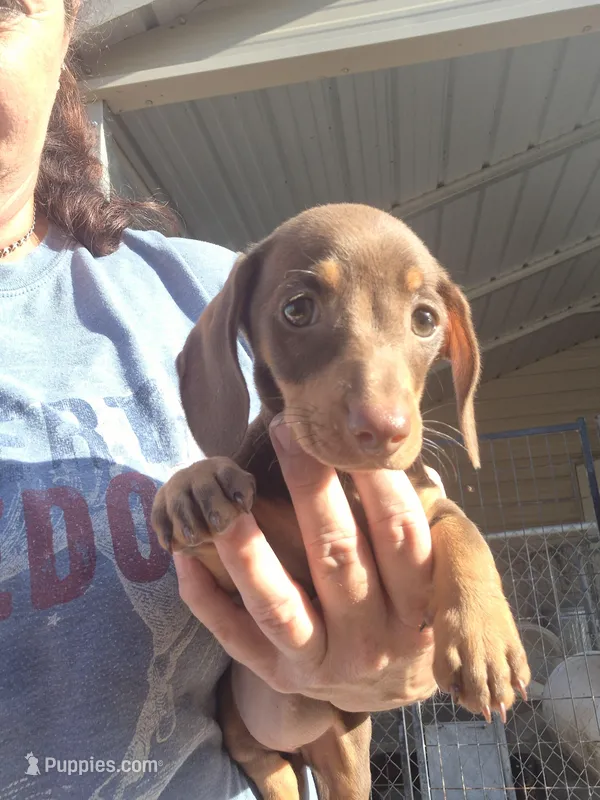 Cocoa, a female Miniature Dachshund for sale in Glennville, GA – Photo 1 of 3
