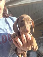 Cocoa, a female Miniature Dachshund for sale in Glennville, GA – Photo 1 of 3