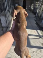 Cocoa, a female Miniature Dachshund for sale in Glennville, GA – Photo 3 of 3