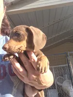 Cocoa, a female Miniature Dachshund for sale in Glennville, GA – Photo 2 of 3