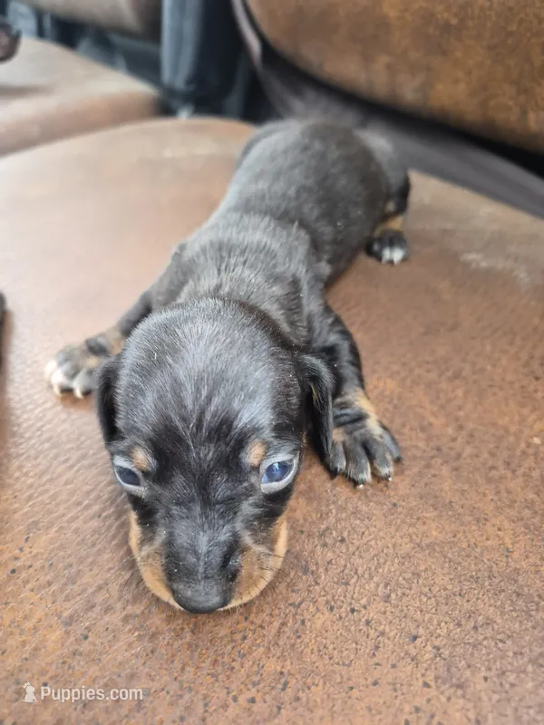 Jackie's Male 1 – Miniature Dachshund puppy for sale in Glennville, GA