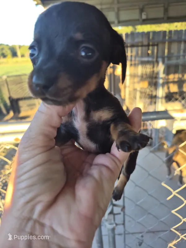 Female 2 – Miniature Dachshund puppy for sale in Glennville, GA