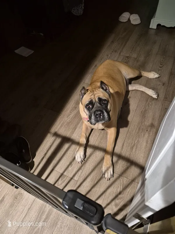 Willow – Cane Corso puppy for sale in Glennville, GA