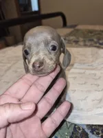 Female 2, a female Miniature Dachshund for sale in Glennville, GA – 1 of 4