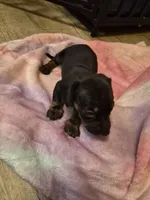 AKC Male 1, a male Miniature Dachshund for sale in Glennville, GA – Photo 4 of 4