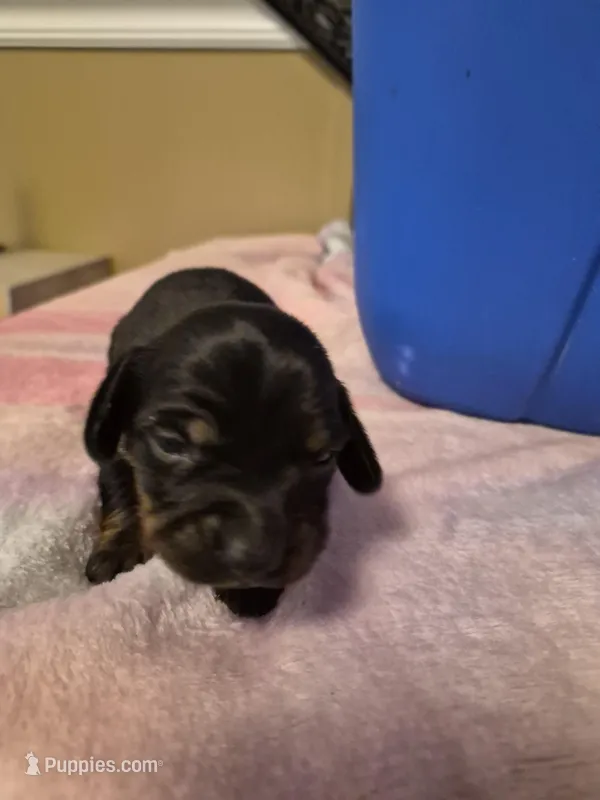 AKC Male 1 – Miniature Dachshund puppy for sale in Glennville, GA