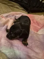 AKC Male 1, a male Miniature Dachshund for sale in Glennville, GA – Photo 3 of 4