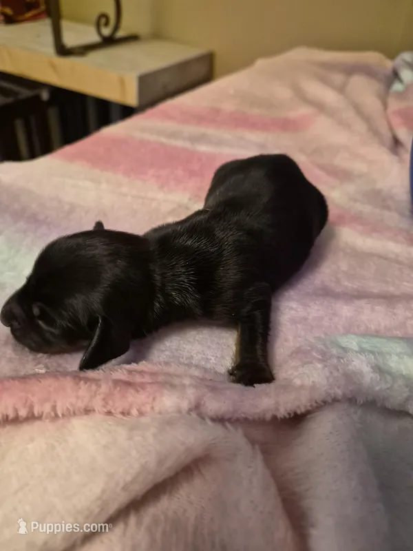 AKC Male 1 – Miniature Dachshund puppy for sale in Glennville, GA
